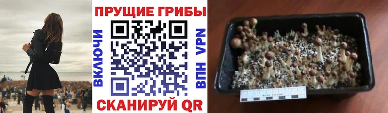 shop телеграм Шебекино Галлюциногенные грибы Magic Shrooms